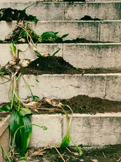 Groeiende planten op traptreden buiten