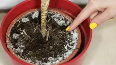 Schimmel in bloempotten? De meest voorkomende oorzaken en eenvoudige oplossingen van experts
